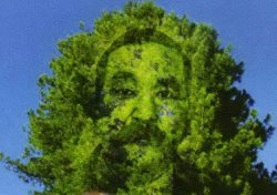 Раздумья под Кедром деда Альчи или Телецкое Чипко