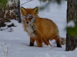 В ожидании самой длинной ночи года