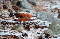 1 апреля - Международный день птиц