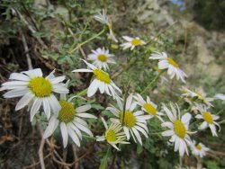 Заметки дендролога. Дендрантема