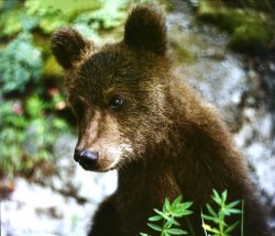 22 мая - международный день биологического разнообразия