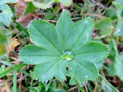 Манжетка: растение с запоминающимся и своеобразным обликом 