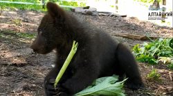 Медвежьи новости