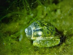 Тайны глубин Телецкого озера. В Алтайском заповеднике. Фото Романа Воробьёва и Татьяны Клименко