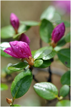 Единый фенологический день «Пробуждение маральника в Республике Алтай»