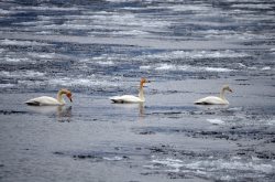 ОРНИТОЛОГИЧЕСКИЕ НОВОСТИ С УЧЕТНОГО МАРШРУТА НА ЯЙЛИНСКОЙ ТЕРРАСЕ И НЕ ТОЛЬКО. Март 2021