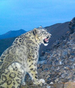 В летний сезон 2023 года на хребте Чихачёва находились шесть особей снежного барса, среди них самка с двумя котятами