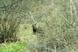 Таёжные обитатели у заповедного кордона 