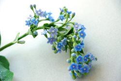 «Альтернативный Гербарий»