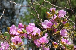 В Алтайском заповеднике начал цвести рододендрон Ледебура