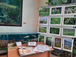 Цветочную выставку и «Заповедный синквейн»  представил Алтайский заповедник на «Музейной ночи» - 2023