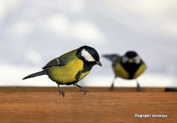 12 ноября в России отмечают Синичкин день