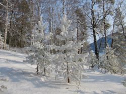 Жизнь заповедного кордона. Зимние обходы в окрестностях кордона Байгазан