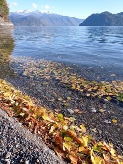 Октябрьские хроники  или будни Золотой осени на Золотом Озере 