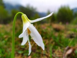 Какого цвета весна в Алтайском заповеднике? Фотореопртаж из Алтайского заповедника.