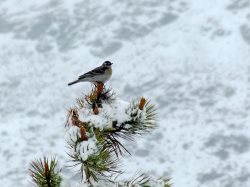 ОРНИТОЛОГИЧЕСКИЕ НОВОСТИ С УЧЕТНОГО МАРШРУТА НА ЯЙЛИНСКОЙ ТЕРРАСЕ И НЕ ТОЛЬКО. Июнь 2020