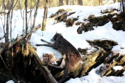 Директор Алтайского заповедника: «Взаимодействие с полицией и прокуратурой необходимо усиливать»