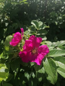 Заметки фенолога. Каким был центральный месяц лета в Алтайском заповеднике