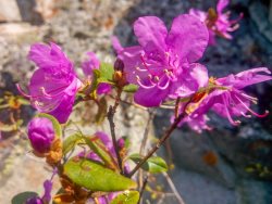 Итоги регионального фенологического дня «Пробуждение рододендрона в Республике Алтай»