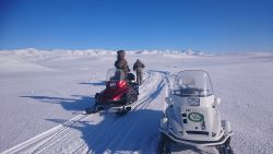 Как зимуют аргали?