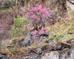 Медведицу с медвежонком заметили недалеко от самого популярного водопада Телецкого озера