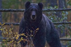Опубликована статья, посвященная бурому медведю Алтайского заповедника