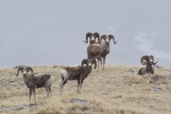 Фотовыставка «По следам снежного барса»