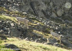В Горном Алтае дикий лесной северный олень  сохранился только в Алтайском заповеднике