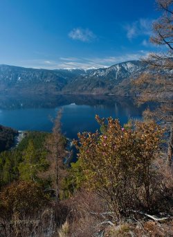 Фенологические заметки. Наступление «зеленой весны»