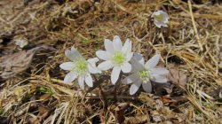 В Алтайском заповеднике расцвела ветреница