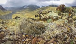 Награждены победители фотоконкурса "Живая природа Алтая - 2015"