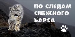 Фильм Ивана Усанова "Экспедиция по следам снежного барса" - победитель XXIV Московского кинофестиваля ВЕРТИКАЛЬ-2021