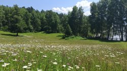  В Прителецкой части Алтайского заповедника наступило лето