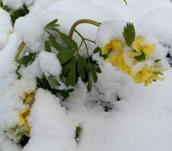 Фенологические заметки. Причудливый апрель в Алтайском заповеднике