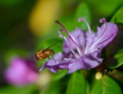 На Телецком озере снова весна