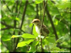 Заметки орнитолога. ОРНИТОЛОГИЧЕСКИЕ НОВОСТИ С УЧЕТНОГО МАРШРУТА НА ЯЙЛИНСКОЙ ТЕРРАСЕ И НЕ ТОЛЬКО. Выпуск 6. 2017.