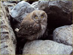 3 марта - Всемирный день дикой природы!