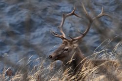 Мир Алтайского заповедника в фотографиях Сергея Усика. Часть Вторая. Животные.