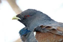 Как глухарь приходил устраиваться на работу в Алтайский заповедник