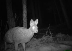 Возбуждено уголовное дело за незаконную охоту в Алтайском заповеднике