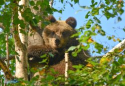 Осенний выпускной в Алтайском заповеднике