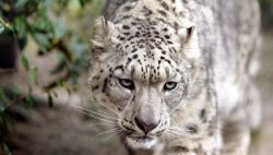 Экологи впервые засняли ирбиса на видео в Горном Алтае