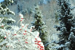  Жизнь заповедного кордона. Начало зимы в окрестностях кордона Караташ