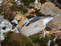 ОРНИТОЛОГИЧЕСКИЕ НОВОСТИ С УЧЕТНОГО МАРШРУТА НА ЯЙЛИНСКОЙ ТЕРРАСЕ И НЕ ТОЛЬКО. Выпуск 2. 2017