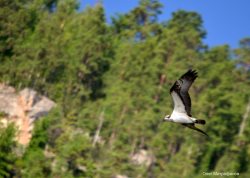 ОРНИТОЛОГИЧЕСКИЕ НОВОСТИ С УЧЕТНОГО МАРШРУТА НА ЯЙЛИНСКОЙ ТЕРРАСЕ И НЕ ТОЛЬКО. Июль 2021