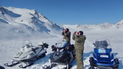 В Алтайском заповеднике многоснежная зима вынудила лосей держаться группами