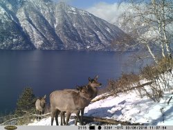 Маралы на солнцепечных склонах