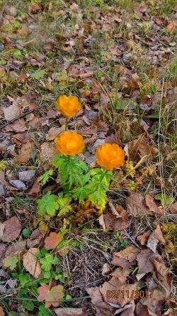 Цветы запоздалые… Вторичное цветение растений в Алтайском заповеднике.