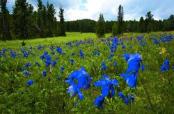 The Magic World of Altai 
