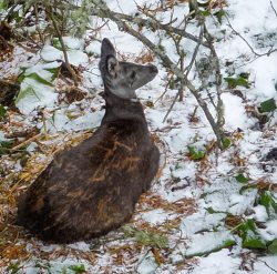 Краснокнижную кабаргу сняли на видео в Алтайском заповеднике